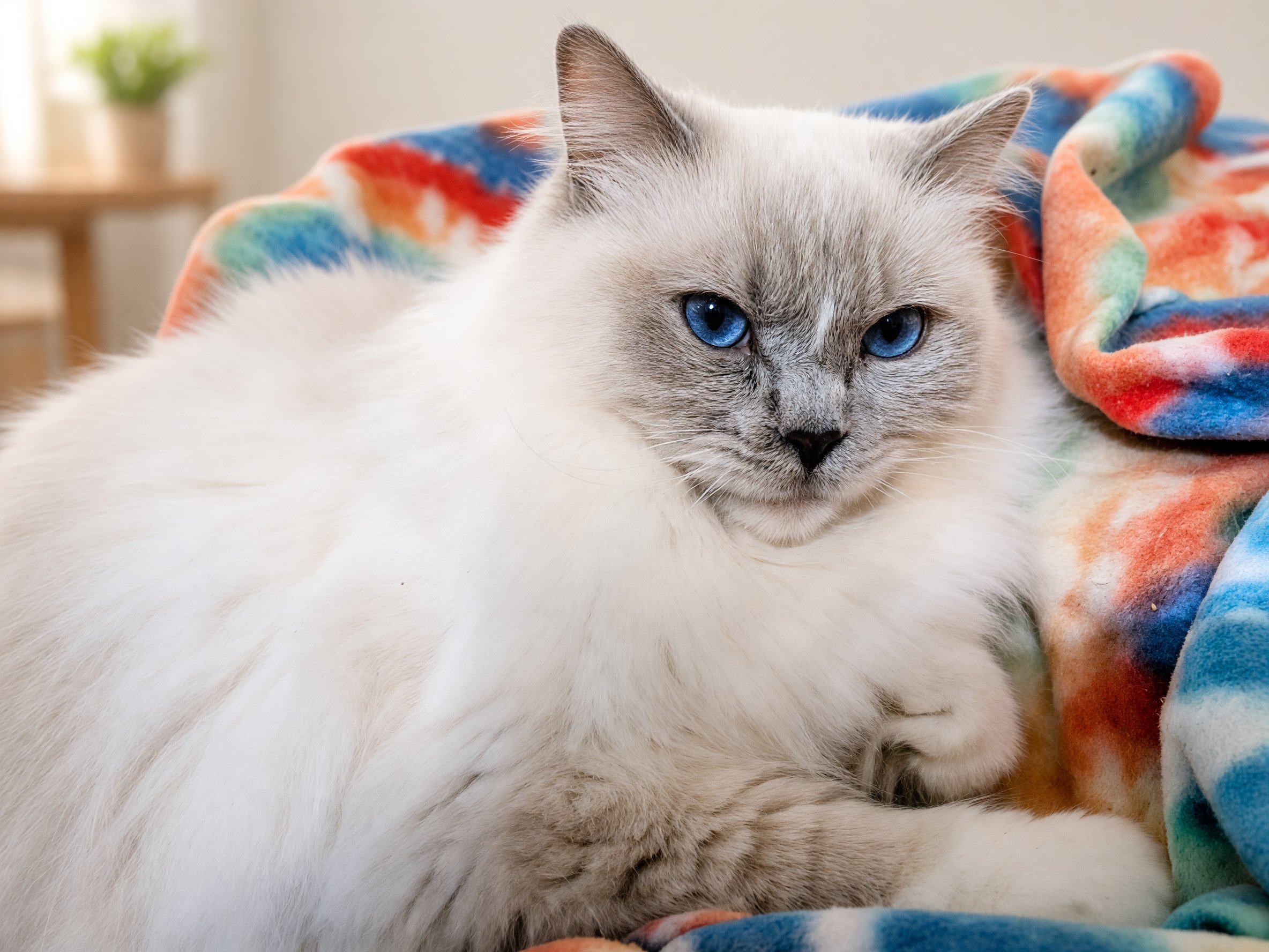 Christmas Lilac Ragdoll