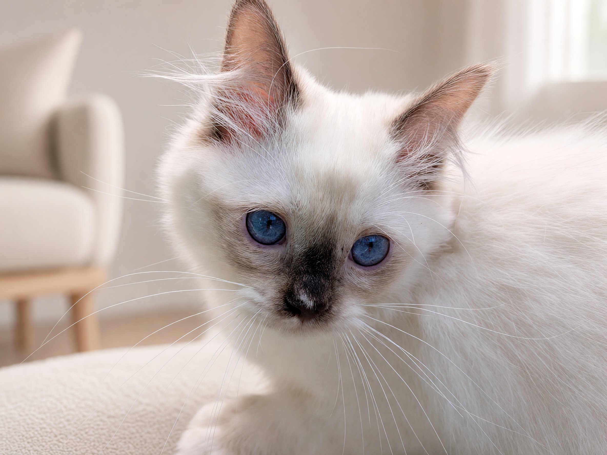 Velvet Ragdoll