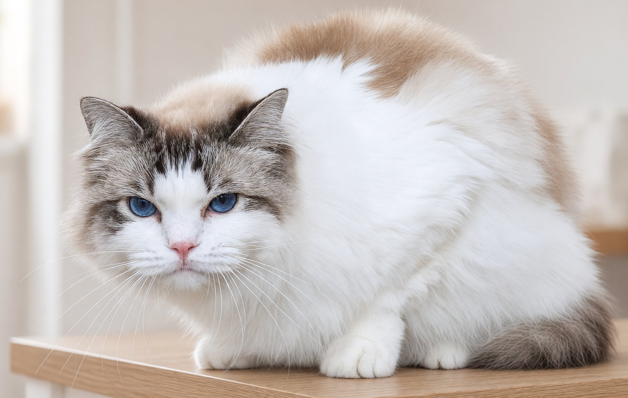 Kiki Ragdoll