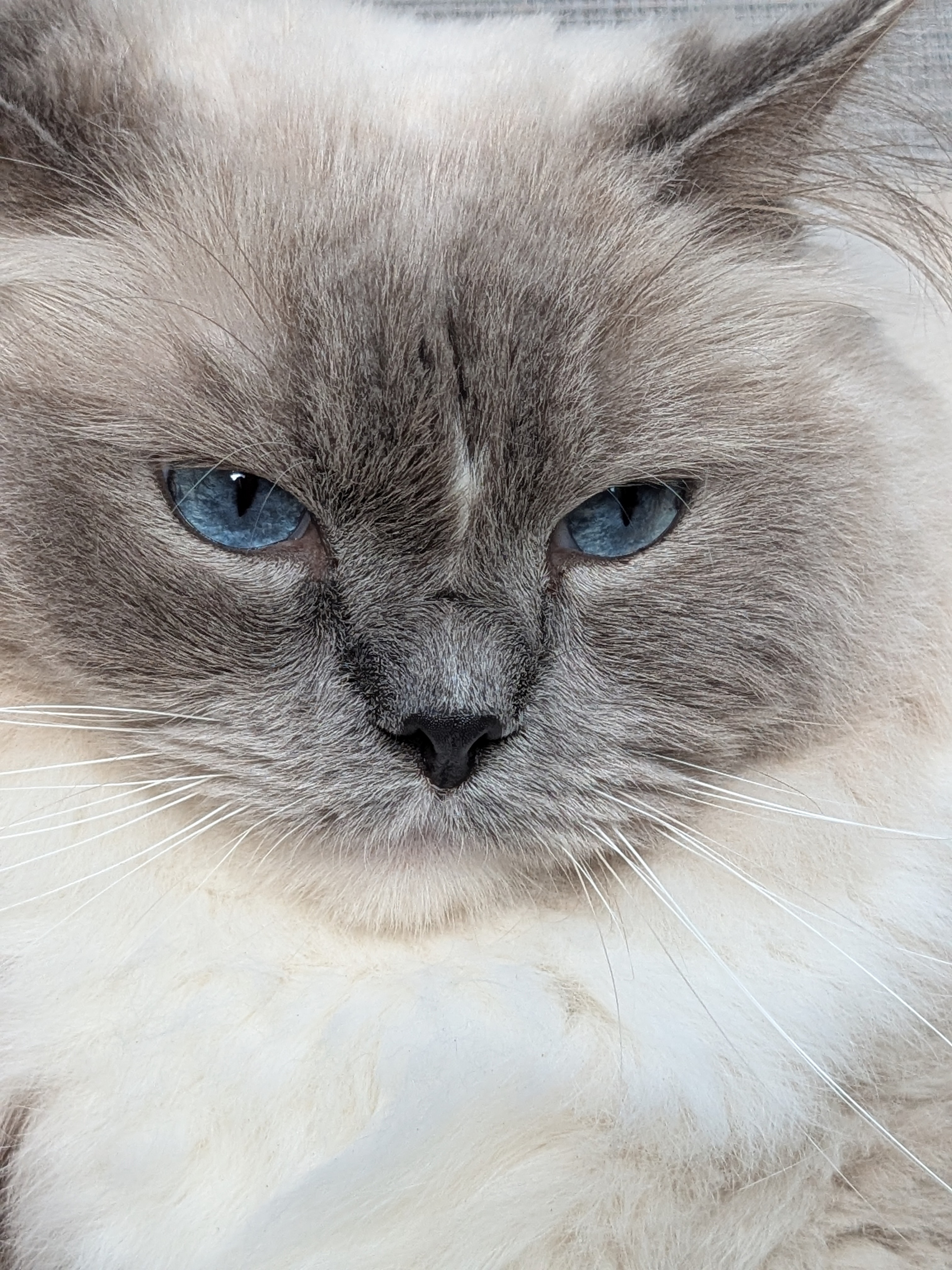 Blue Boy Ragdoll