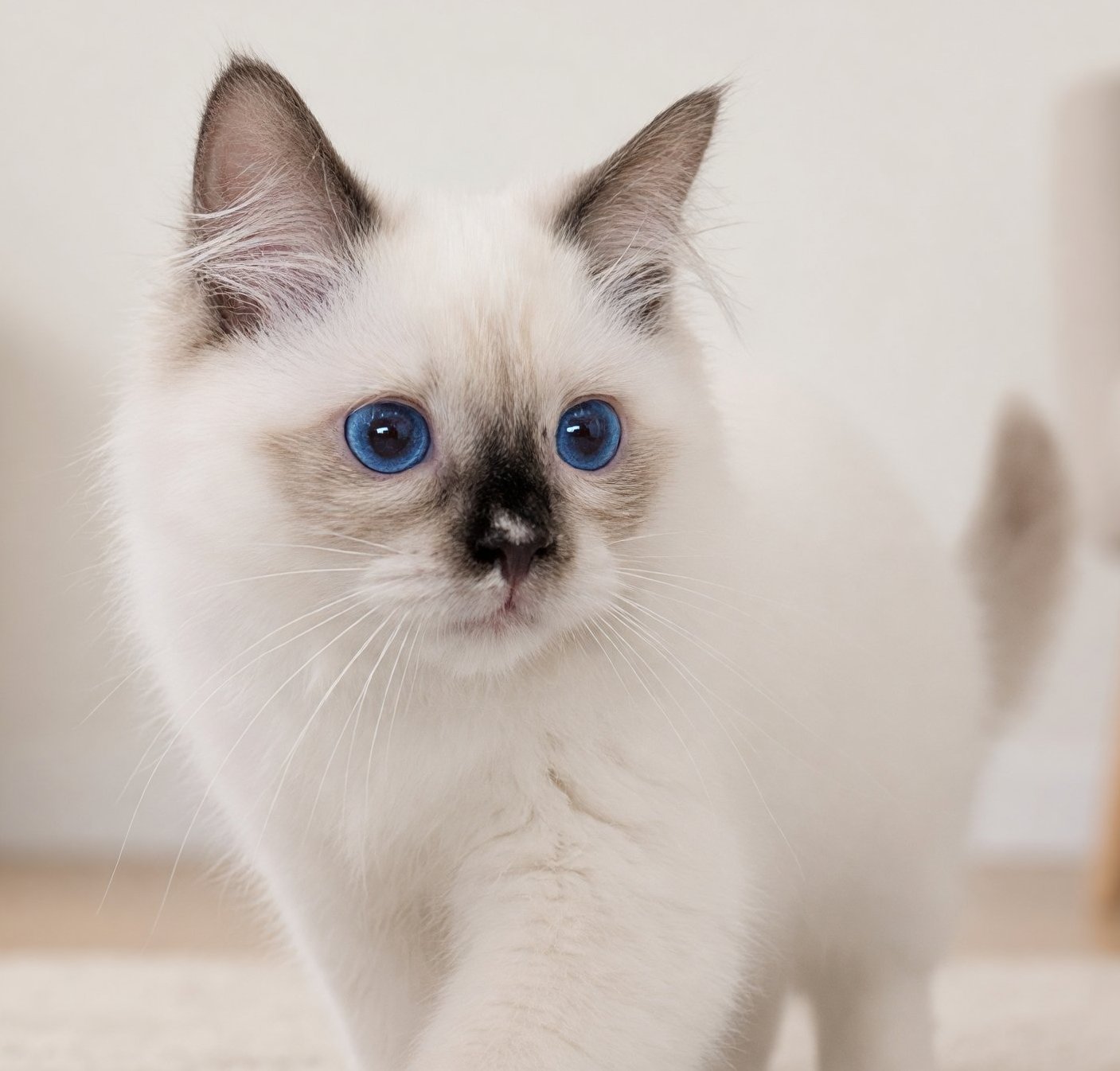 Velvet Ragdoll