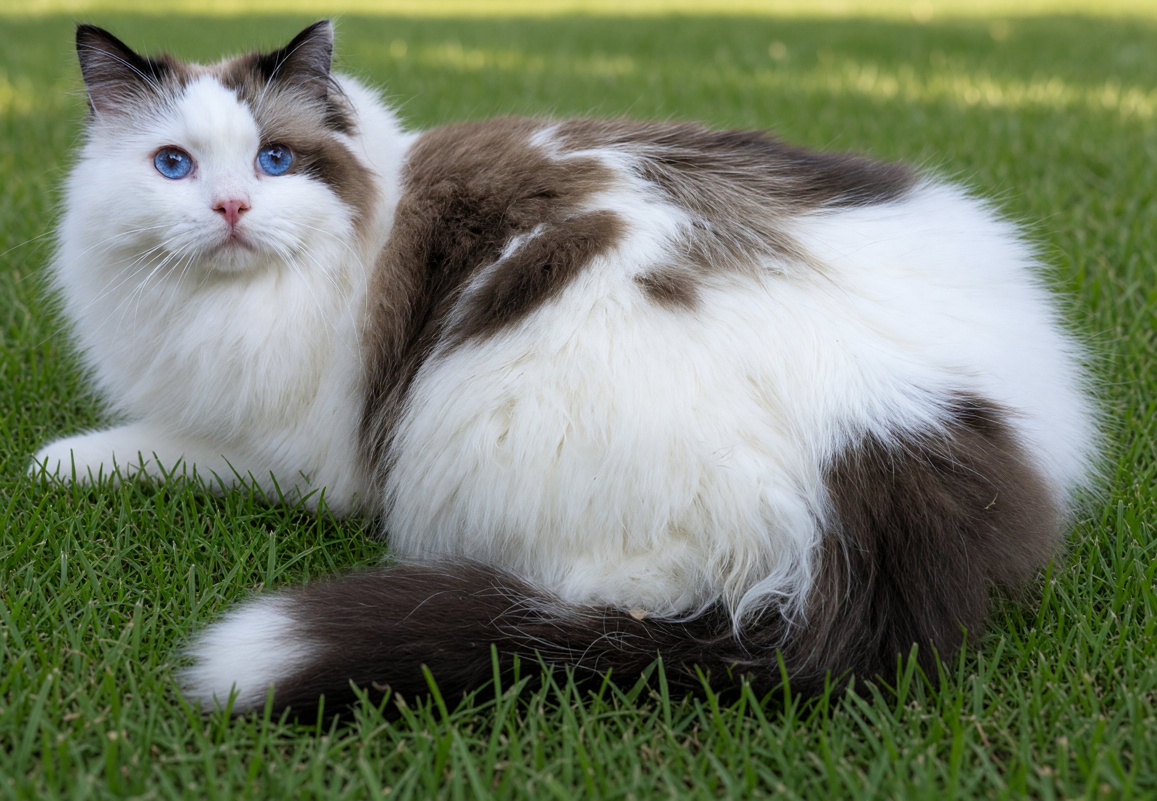 Addie Ragdoll