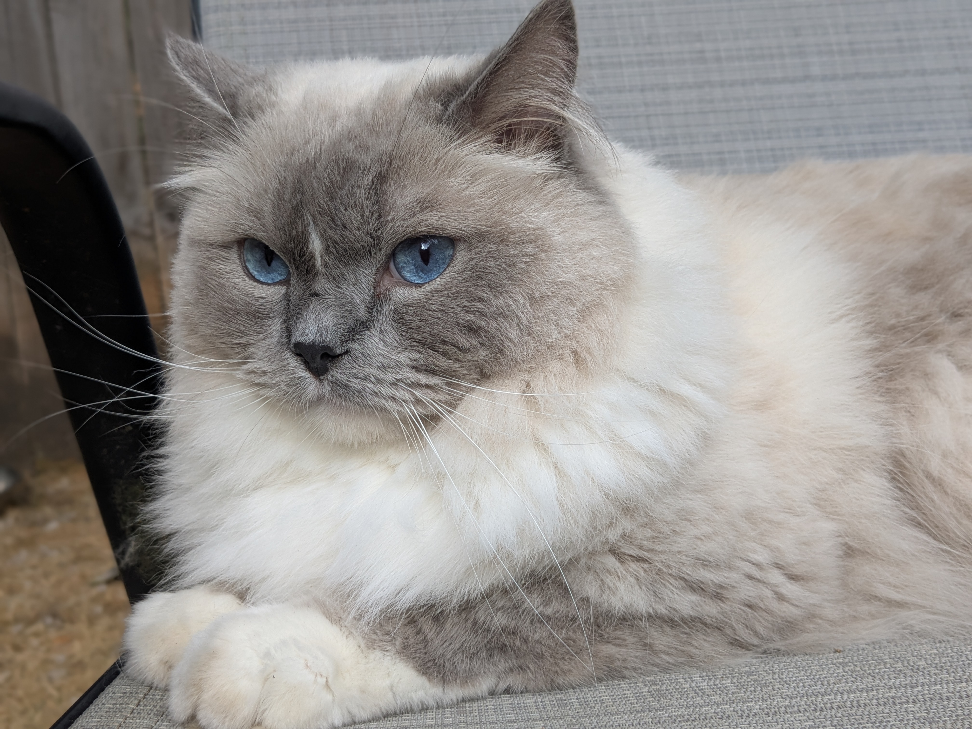 Blue Boy Ragdoll
